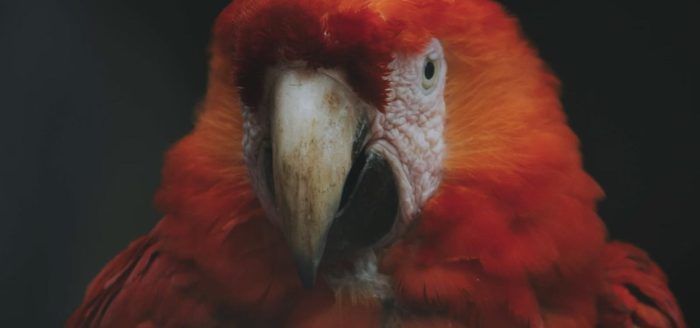 amazonia-arara-vermelha