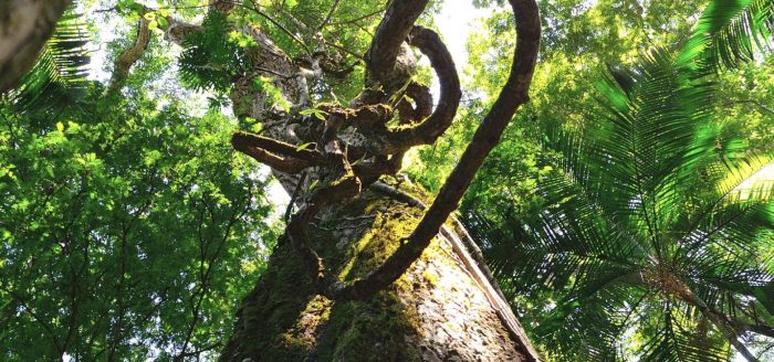 amazonia-floresta-copa