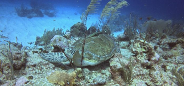 cancun-tartaruga-marinha-akumal