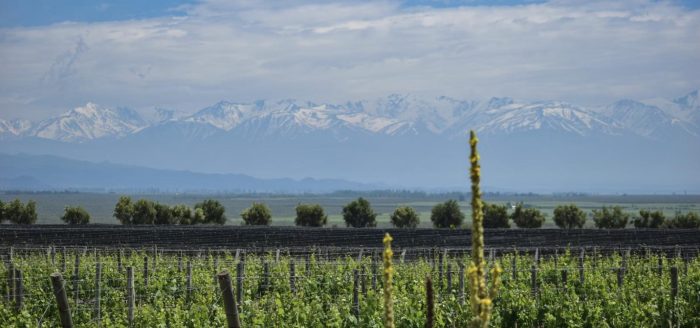 mendoza-vinicola-andes-nevados
