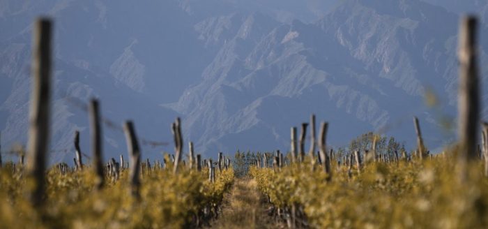 mendoza-vinicola-fileiras-montanhas