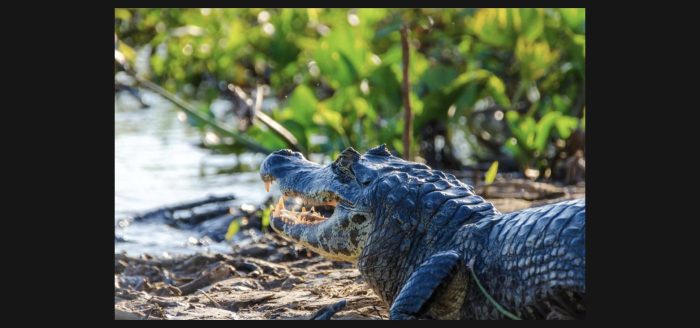 pantanal-jacare-fauna