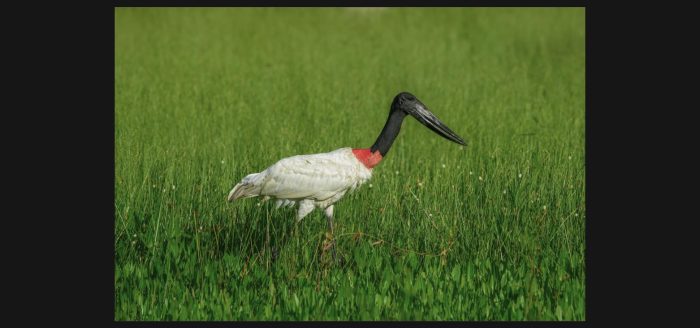 pantanal-tuiuiu-ave