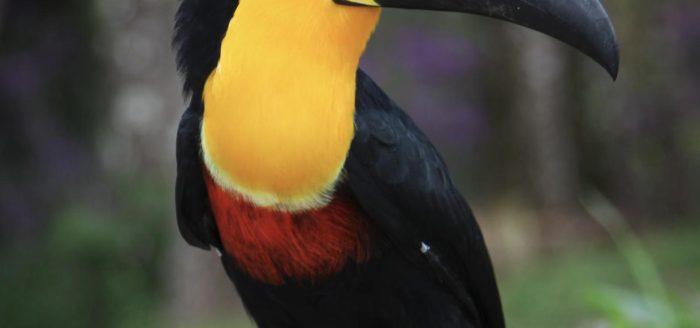 parque-das-aves-tucano-1