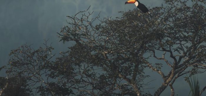 parque-das-aves-tucano-2