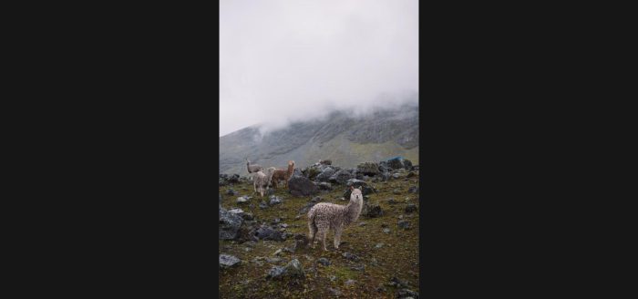 peru-lhamas-montanha
